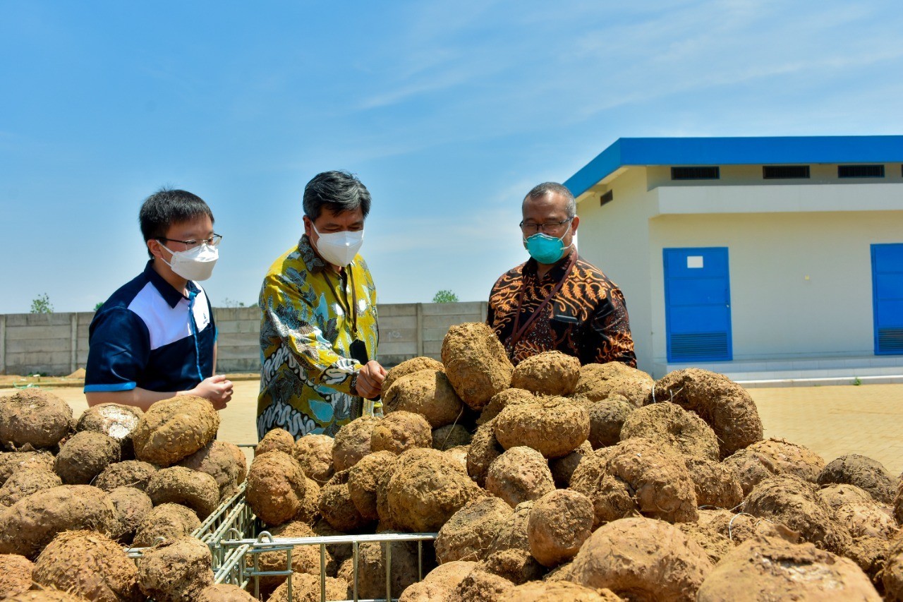 Hilirisasi Sektor Agro, Kemenperin Dukung Inovasi Produk Turunan Porang