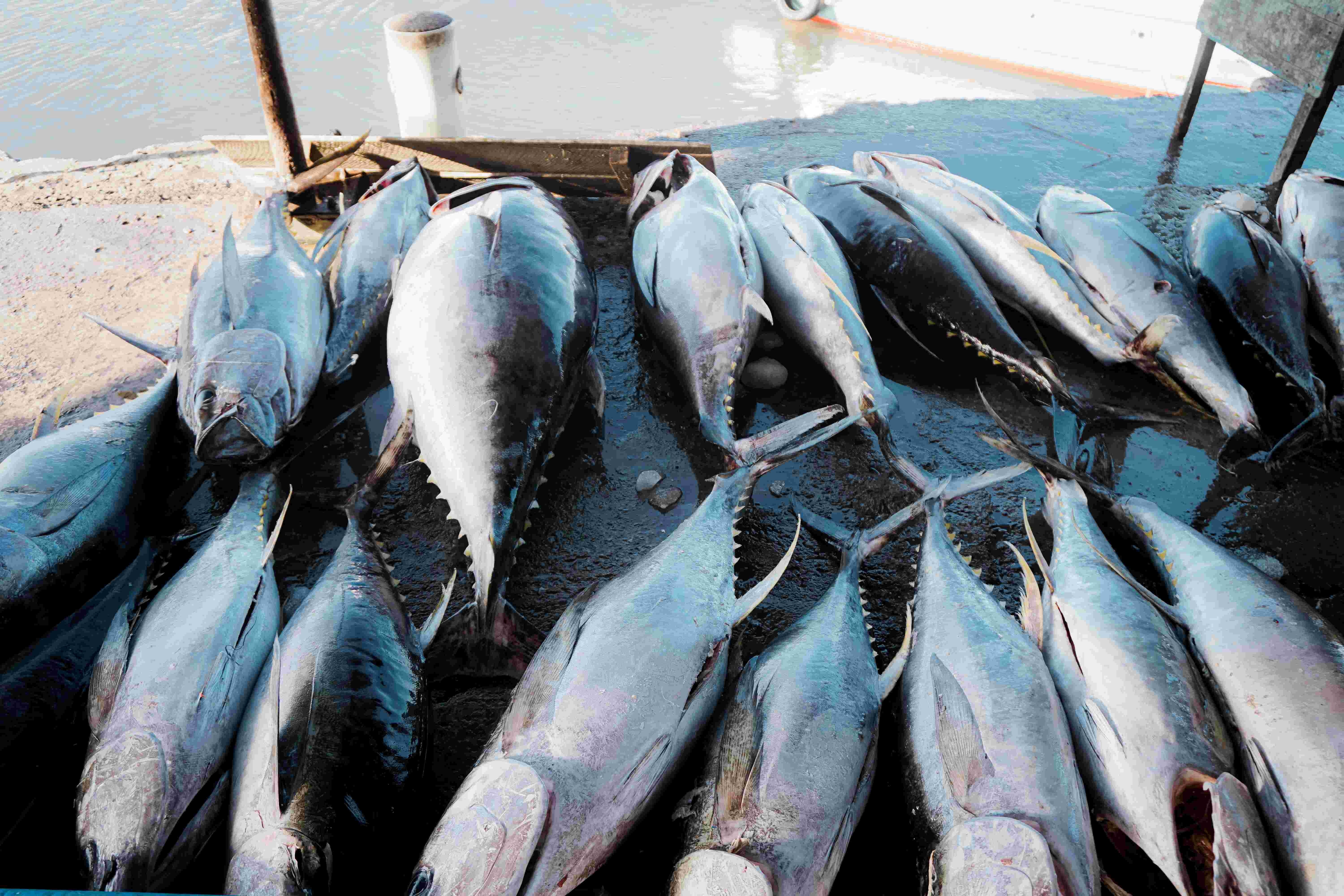 Optimalkan Hilirisasi Hasil Laut, Kemenperin Bangun Sentra IKM Olahan Ikan